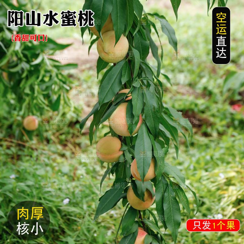 手里拿着现摘水蜜桃