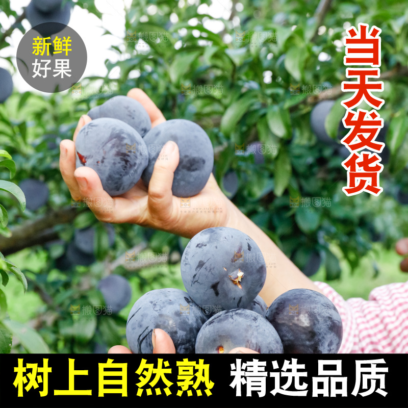 新鲜现摘黑布林