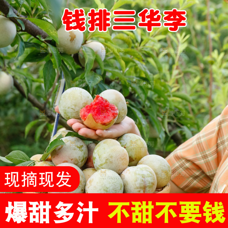手里拿着红肉三华李