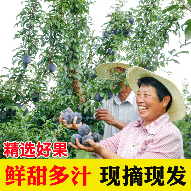 新鲜现摘黑布林