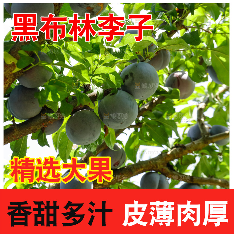 新鲜现摘黑布林