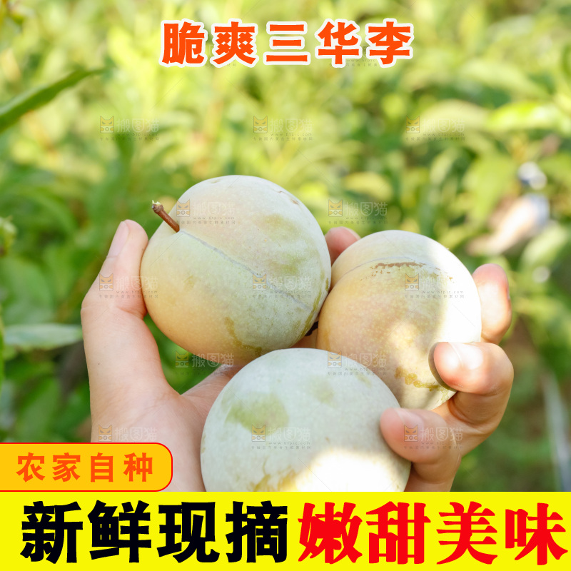 手里拿着红肉三华李