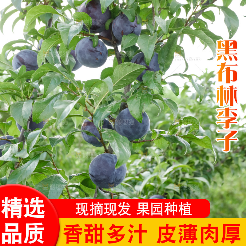 新鲜现摘黑布林
