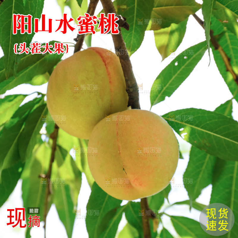 手里拿着现摘水蜜桃