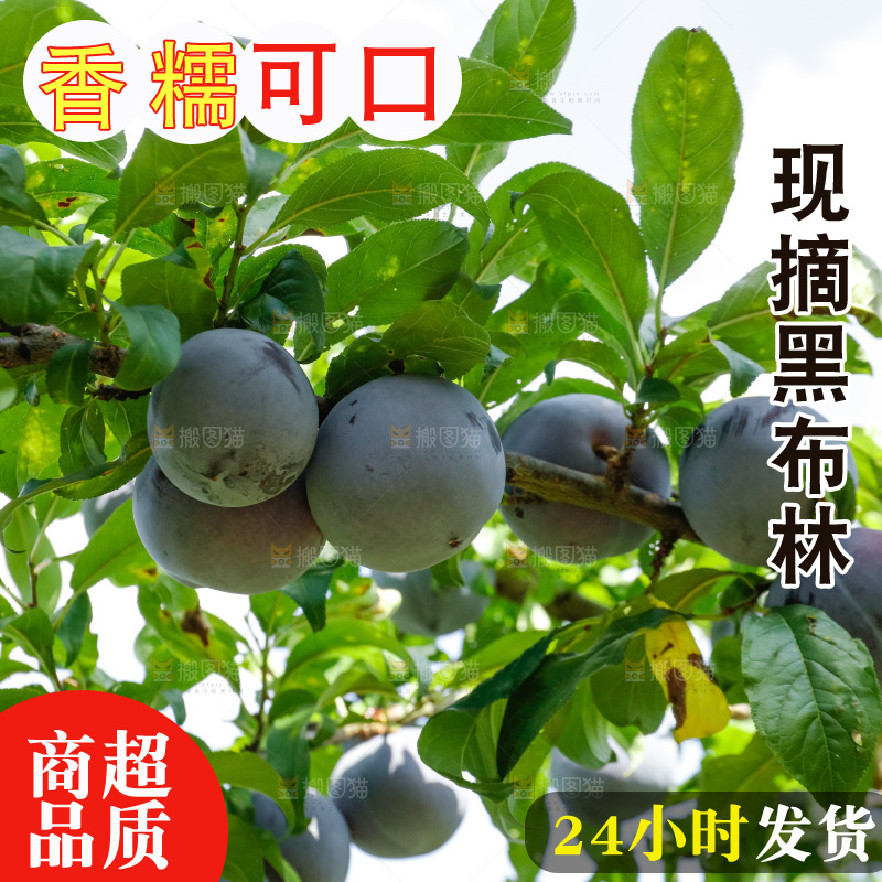 新鲜现摘黑布林