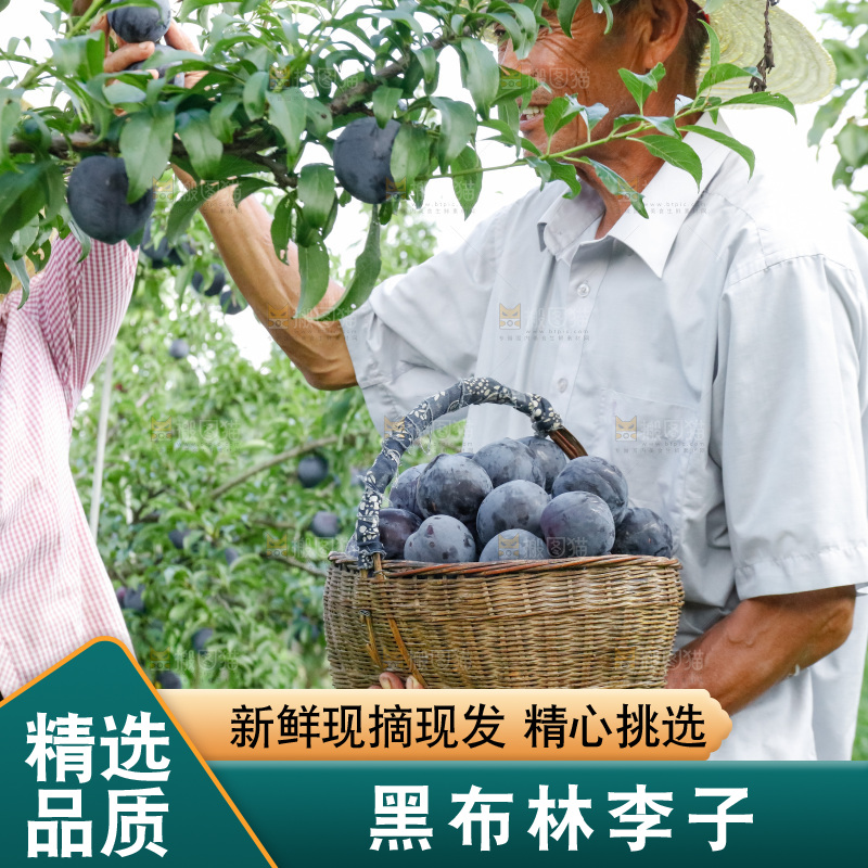 新鲜现摘黑布林