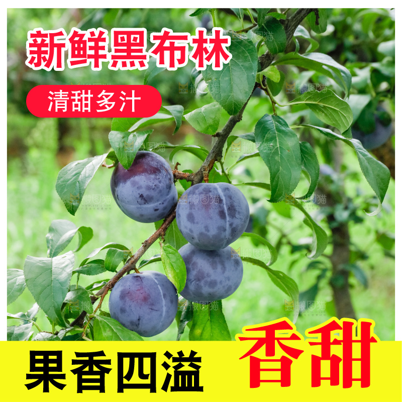 新鲜现摘黑布林