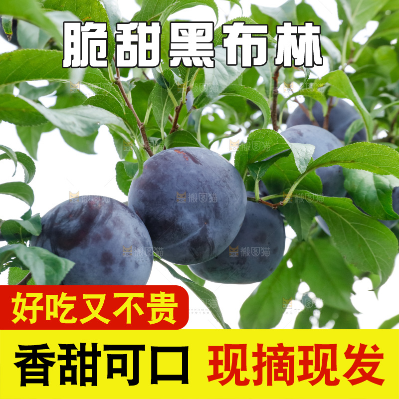 新鲜现摘黑布林