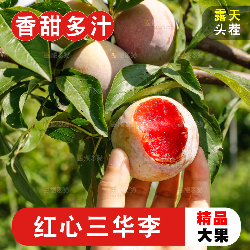 手里拿着红肉三华李