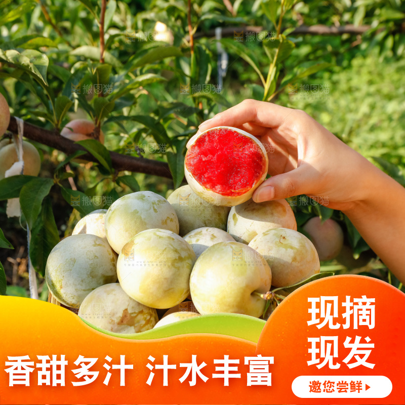 手里拿着红肉三华李
