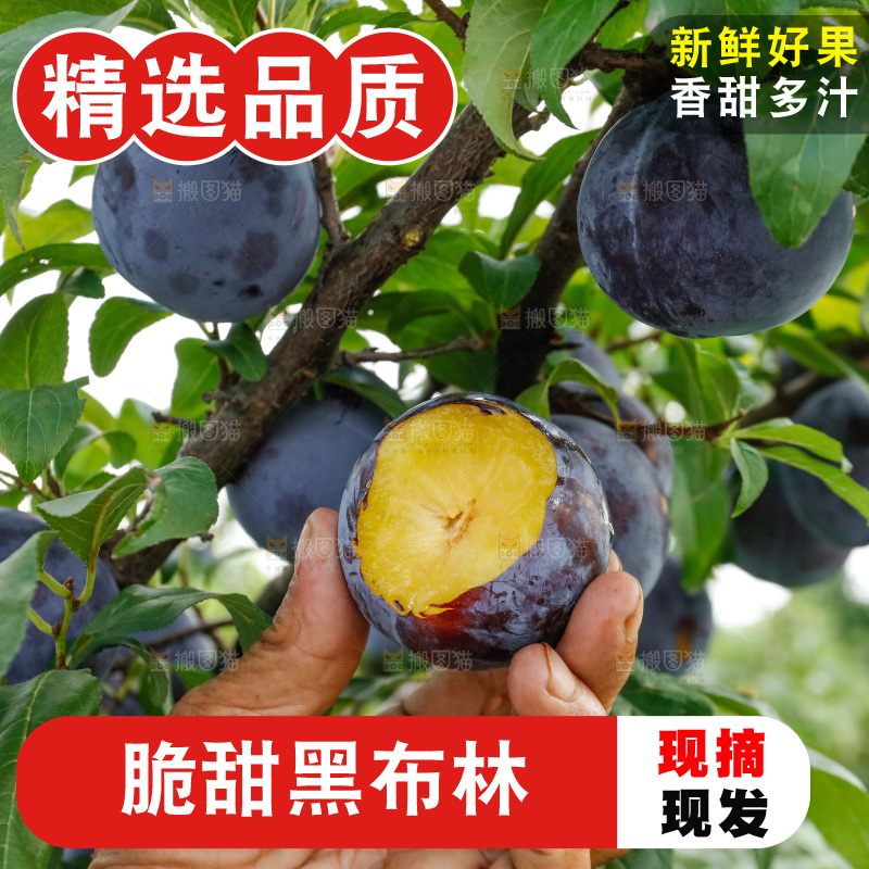 新鲜现摘黑布林