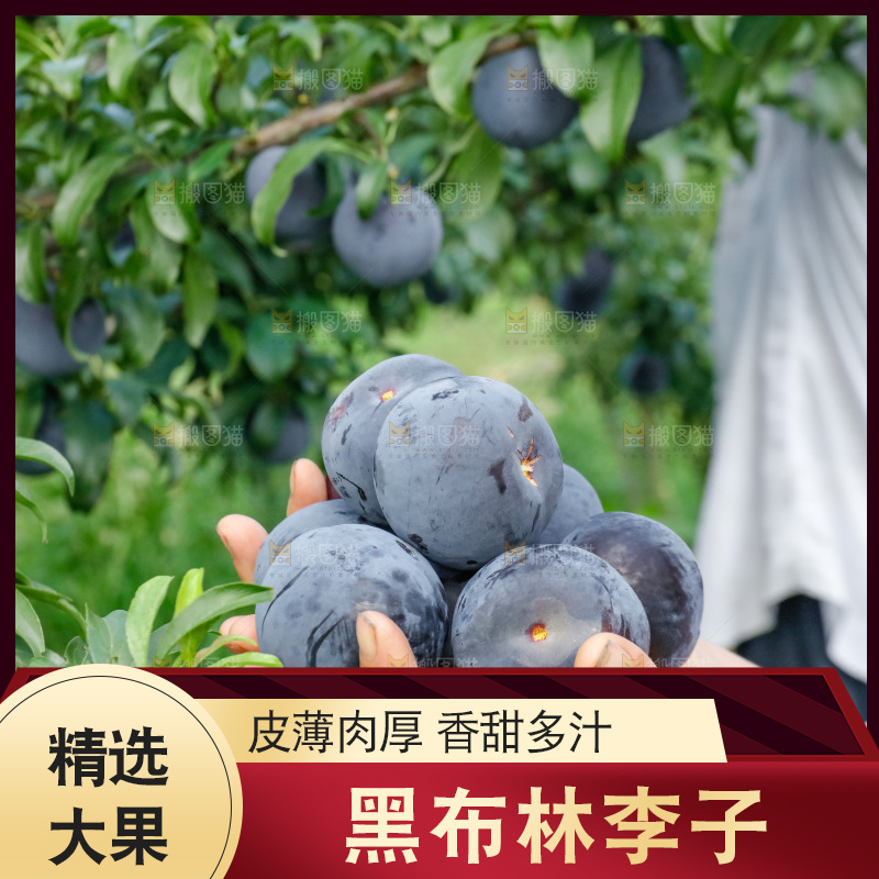 新鲜现摘黑布林
