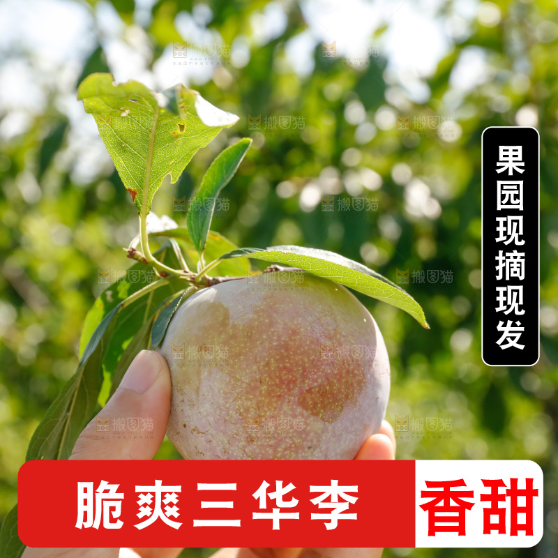 手里拿着红肉三华李
