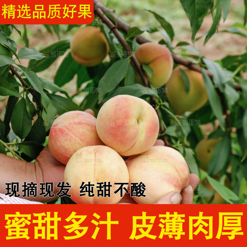 手里拿着现摘水蜜桃