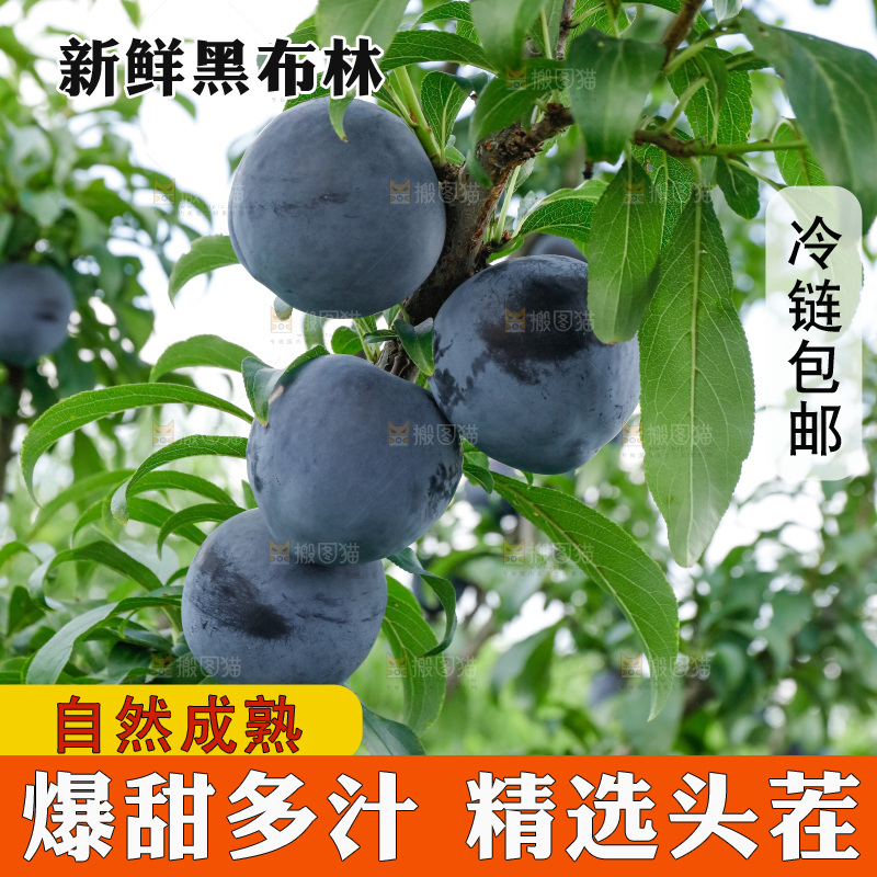 新鲜现摘黑布林