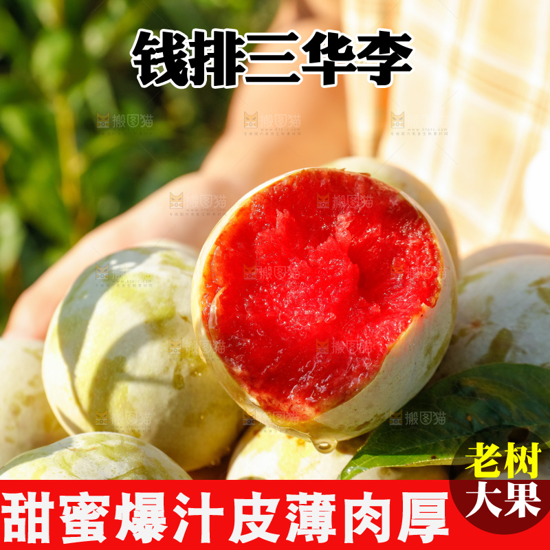手里拿着红肉三华李