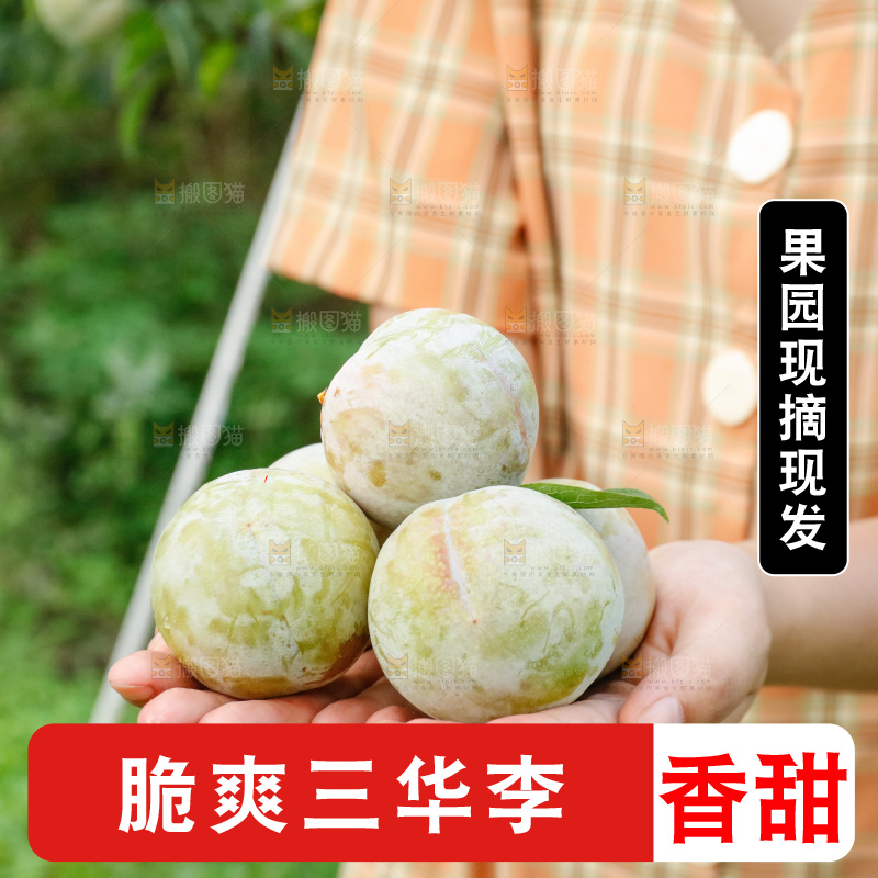 手里拿着红肉三华李