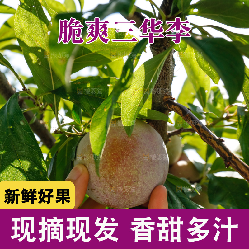 手里拿着红肉三华李