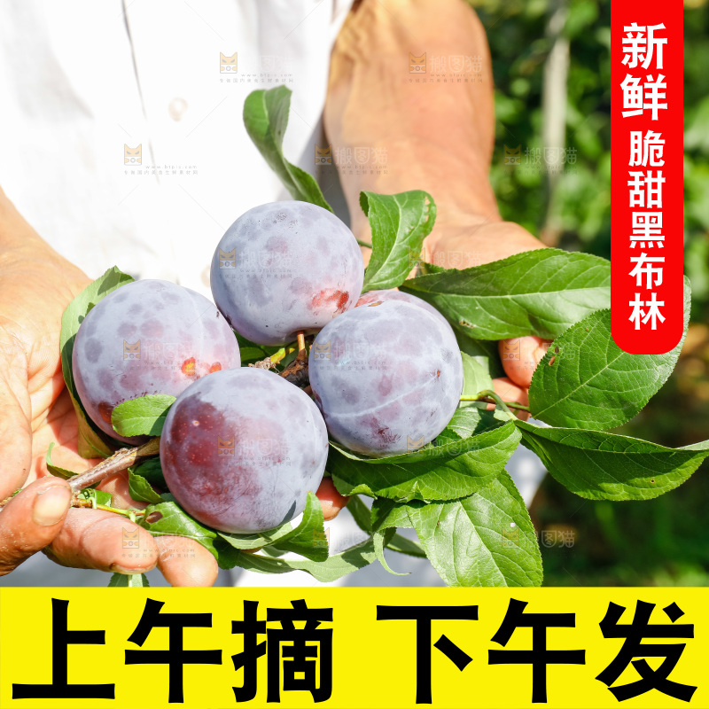 新鲜现摘黑布林