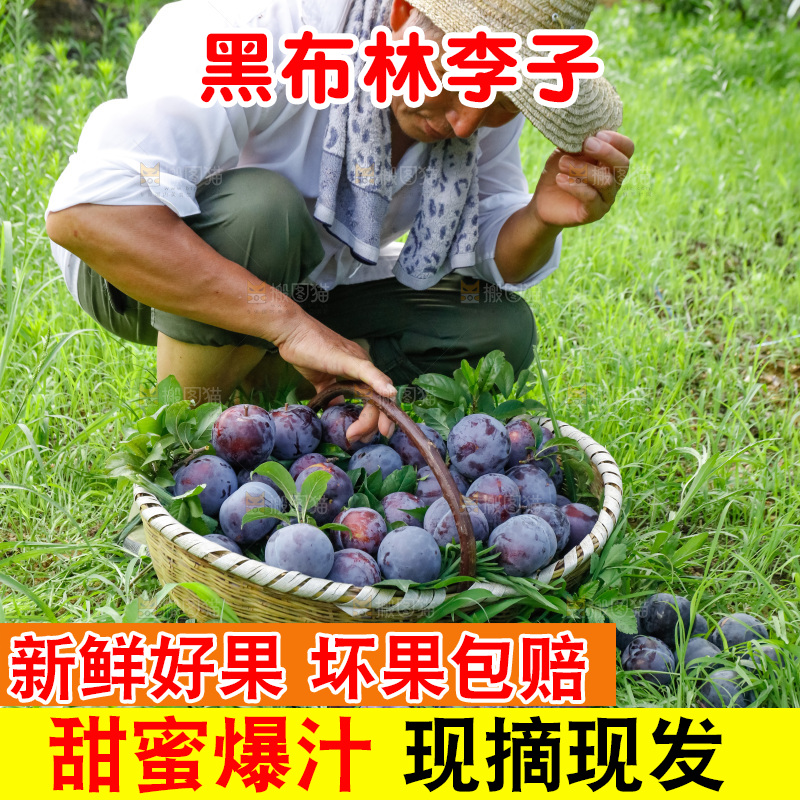 新鲜现摘黑布林