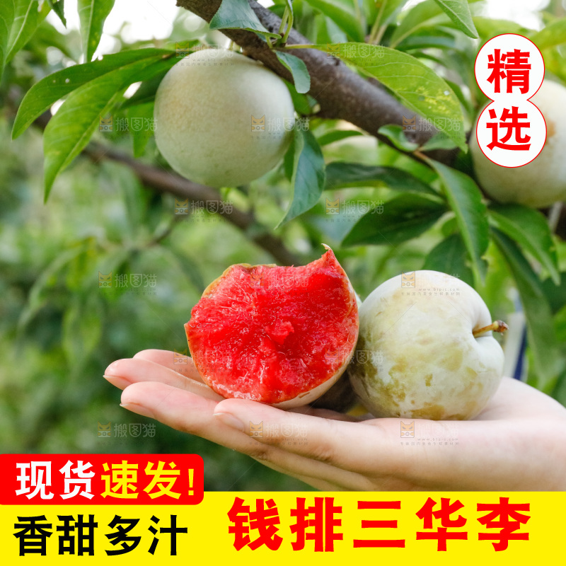 手里拿着红肉三华李