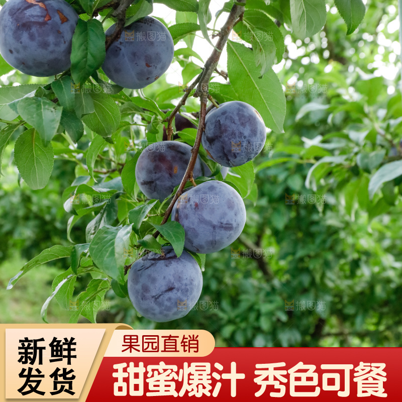 新鲜现摘黑布林