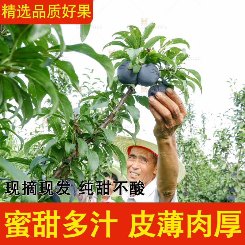 新鲜现摘黑布林
