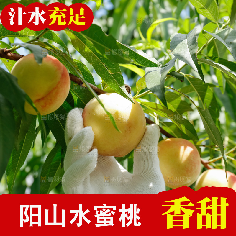 手里拿着现摘水蜜桃