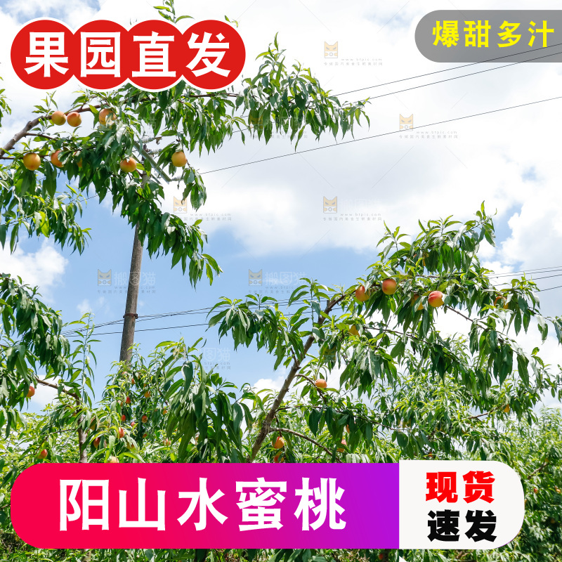 手里拿着现摘水蜜桃