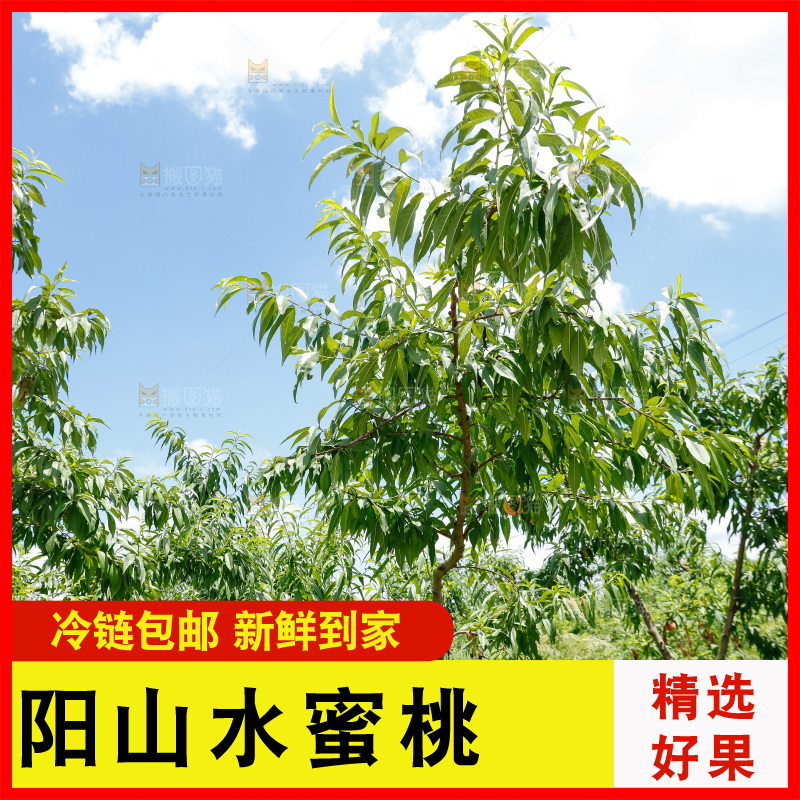 手里拿着现摘水蜜桃