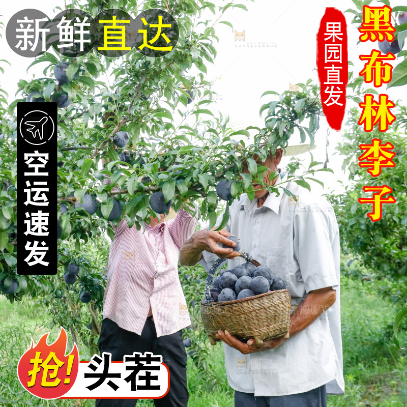 新鲜现摘黑布林