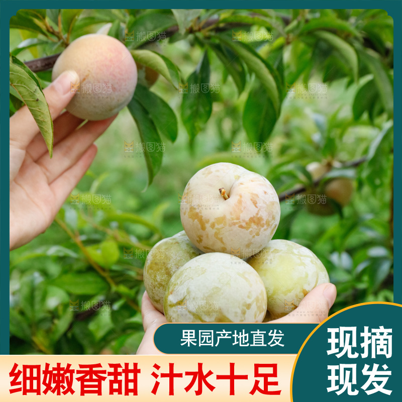 手里拿着红肉三华李