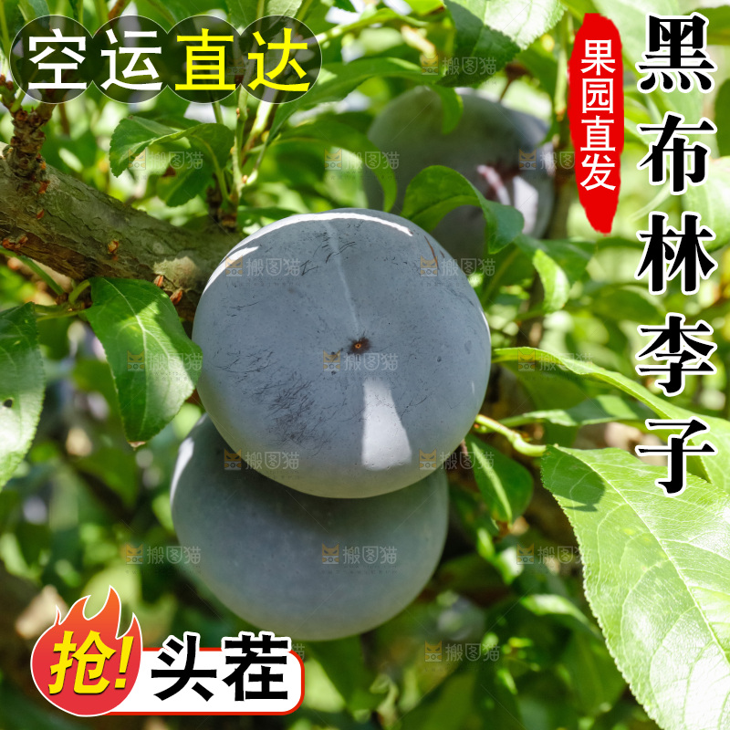 新鲜现摘黑布林