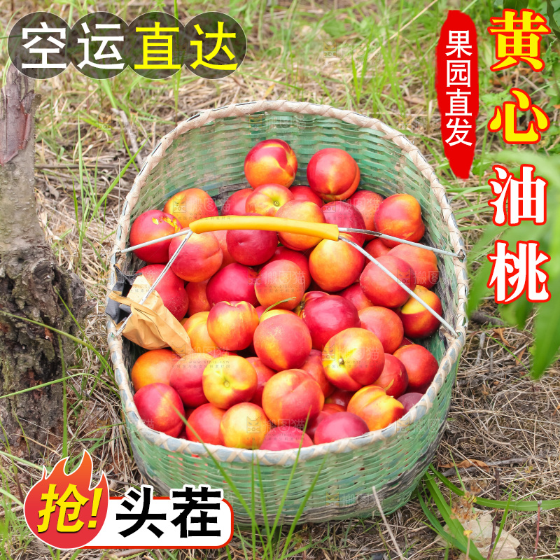 现摘的新鲜黄心油桃