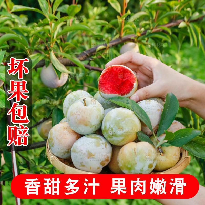手里拿着红肉三华李