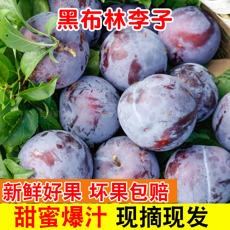 新鲜现摘黑布林