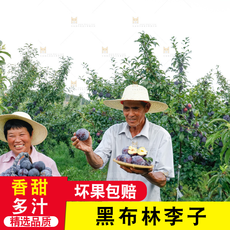 新鲜现摘黑布林