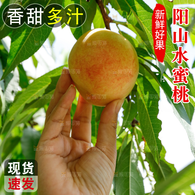 手里拿着现摘水蜜桃