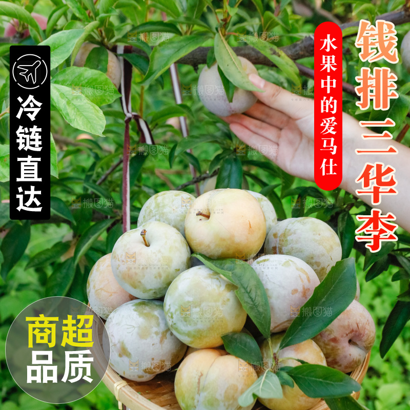 手里拿着红肉三华李