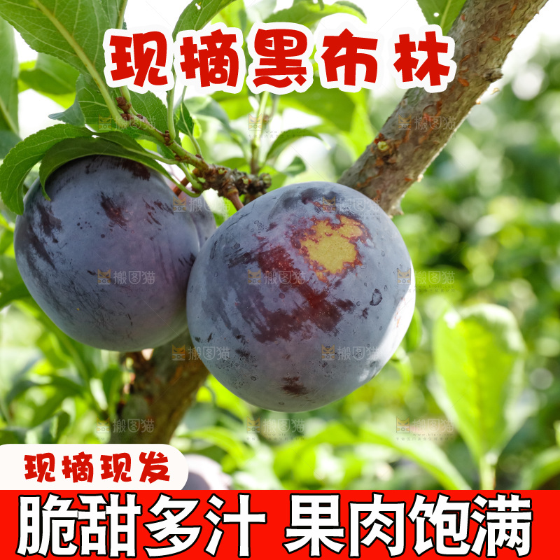 新鲜现摘黑布林