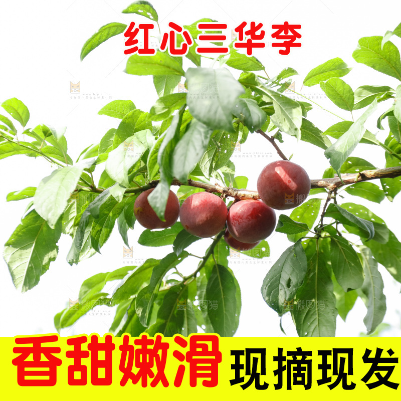 手里拿着红肉三华李