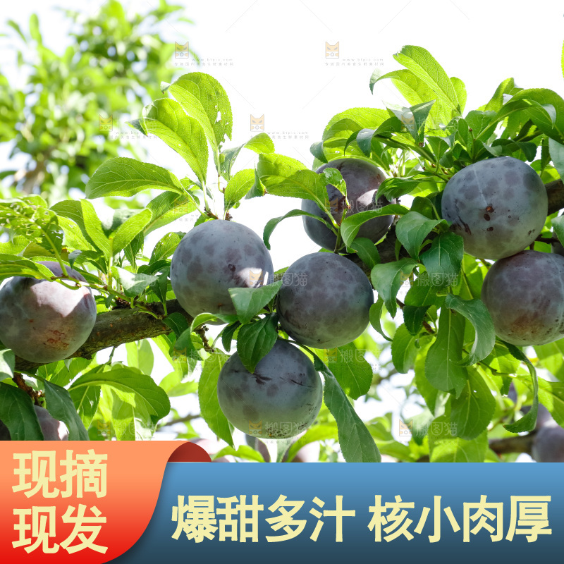 新鲜现摘黑布林