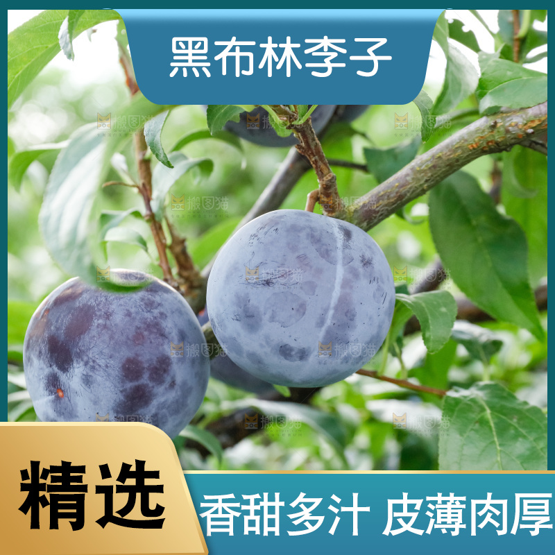 新鲜现摘黑布林