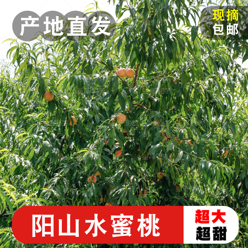 手里拿着现摘水蜜桃