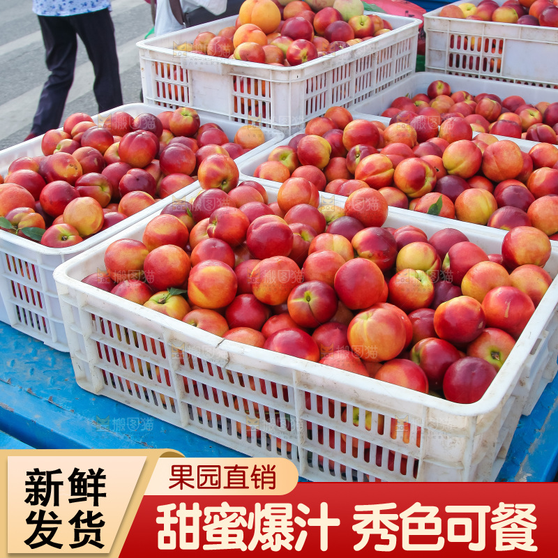 现摘的新鲜黄心油桃