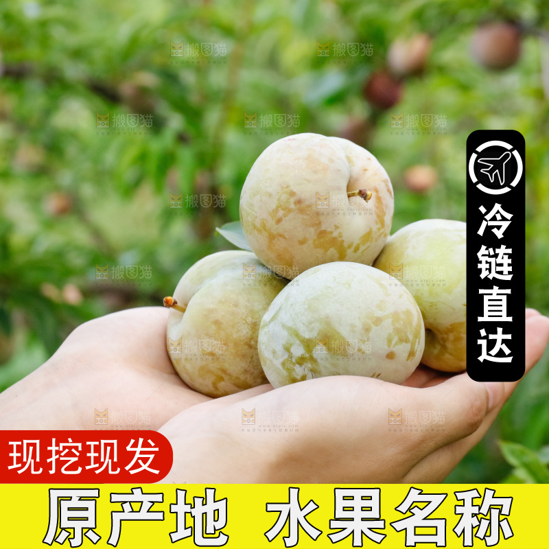 手里拿着红肉三华李