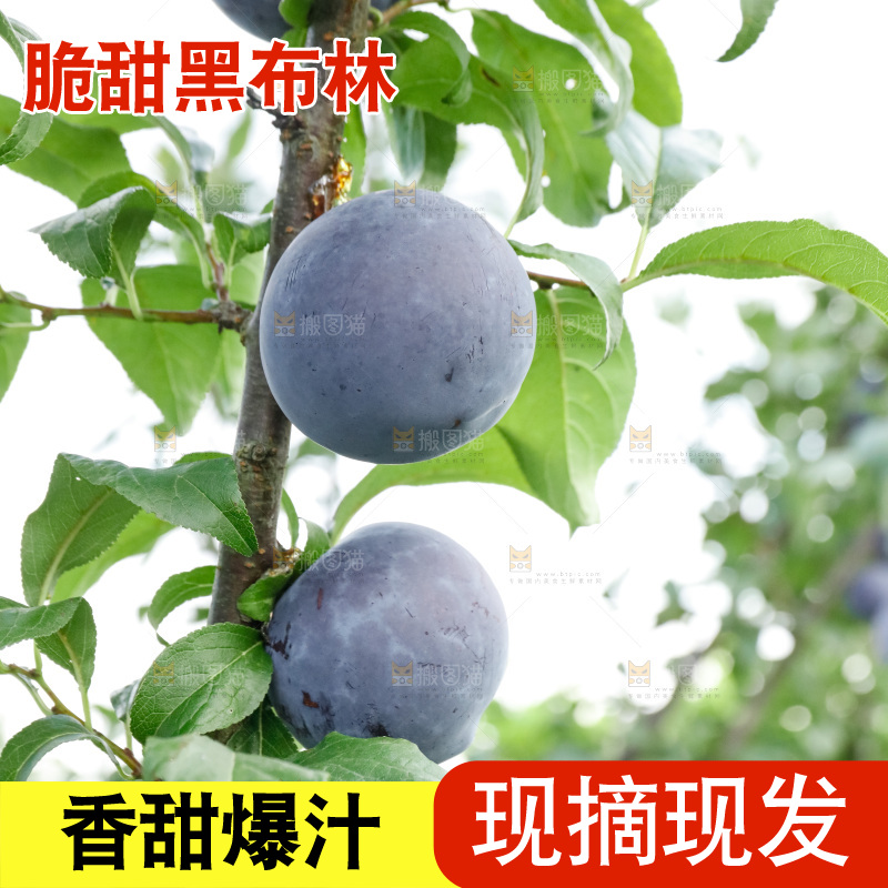 新鲜现摘黑布林