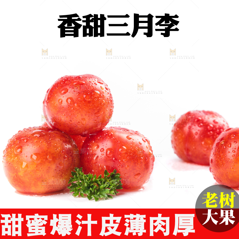 白底上的三月李