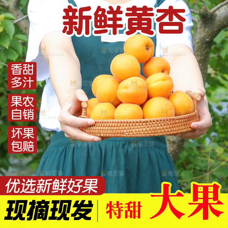 手里拿着新鲜大黄杏