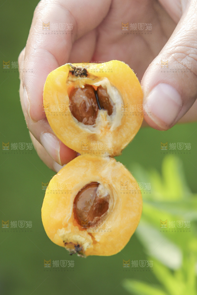 手里拿着现摘枇杷